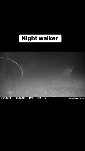 SPYPOINT Trail Cameras | Being Wise Outdoors