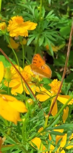 Butterflies, pollinators see how they transfer pollen between flowers #nature #butterfly#butterfly