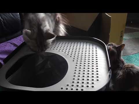 modkat size comparison to other litter boxes for maine coons