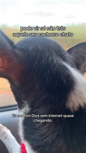 A mini Diva está em todas comigo #fy #engracado #viral #Pinscher