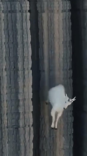 Mountain Goats Climbing an Impossible Cliff