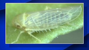 Emergency proclamation aims to fight insects ruining tomatoes in Fresno County
