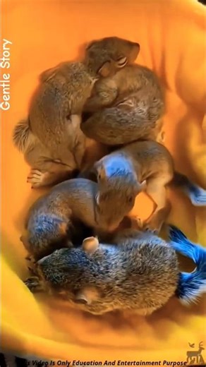 When a Human Became an Angel… Tiny Lives Were Saved ❤️ #shorts