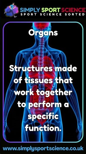 Sports Science: #Organs #physiology #gcsepe #ibsehs #revision #sportsscience