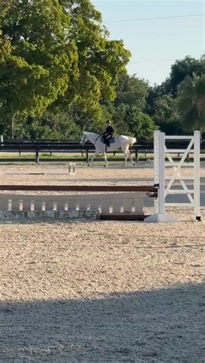 Mastering Canter Transitions for Equestrian Success