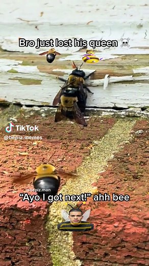 Bee Meme Compilation | Funny Sneako and Bee Memes