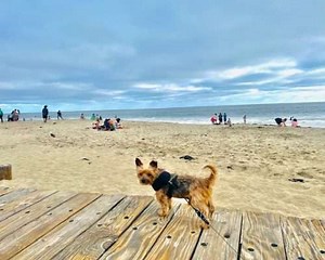 10 1 Things You MUST do in Orange County, CA with Your DOG (2026) - Wet Nose Escapades