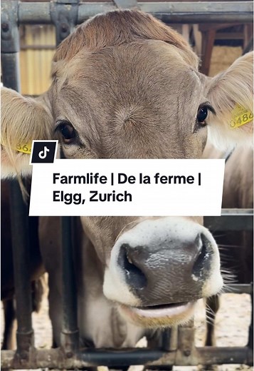 Découvrez l'univers du lait suisse à Elgg