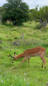 Male Impala leaving his mark 😂 #krugernationalpark #kruger #impala #safariafrica #wildafrica | Curt is Wild