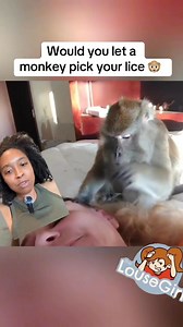Monkey lice picking l lice removal service #explore #hair #school #piojos | Stacey The Louse Lady