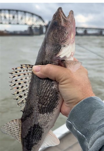 Here’s a chunky sauger that I caught recently on the Mighty Ohio River. The river level has been going up the past few days so I’m gonna try for some crappie at Nolin Lake this weekend #saugerfishing #walleyefishing #riverfishing #crappie #ohioriverfishing