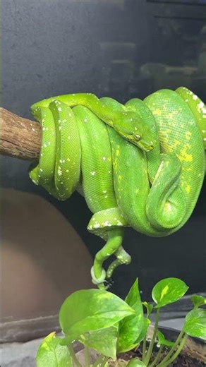 Ever wonder how snakes breed! #breed #snakes #mating #greentree