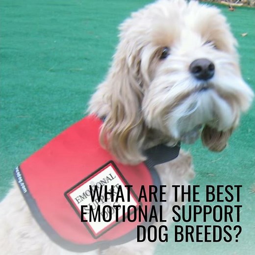 Emotional Support Dog (ESA Dogs) Guide - All You Need To Know!