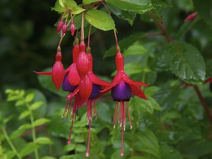 Quand Faut-il tailler le fuchsia ?