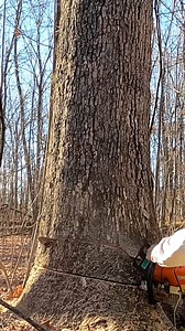 Felling a MASSIVE Oak Tree #treefelling #treetrimming #treeremoval #farmwork | FarmCraft101
