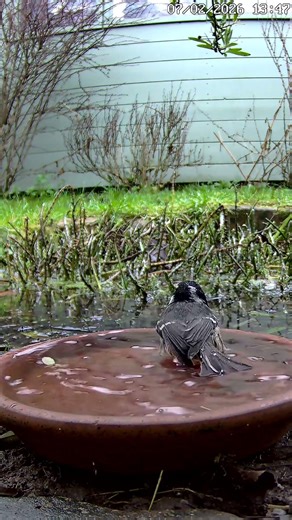 Tiny Bather 💚 #coaltit