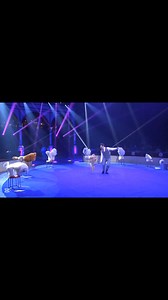 298K views · 5.8K reactions | Remember this standard poodle show❤️ Credit- Alexandre Grimailo_jr @Grimailo #poodle #poodlenation #poodlemix #poodlelife #standardpoodle | About Poodle | Facebook