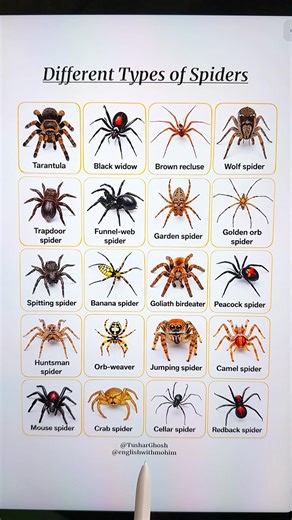 Different Types of Spiders 🕷 #spider #education #shorts