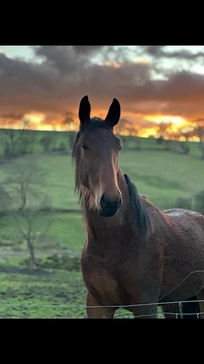 #clevelandbay #sunset #stallion #horses #rarebreed