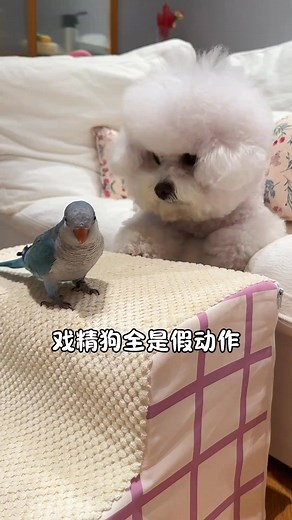 🐶：我要咬你了哦，我很厉害哦！ 🦜：你好傻 #萌宠日常记录 #被小狗治愈的一万个瞬间 #funnycutenessdog | Funny Comedy Dog Channel