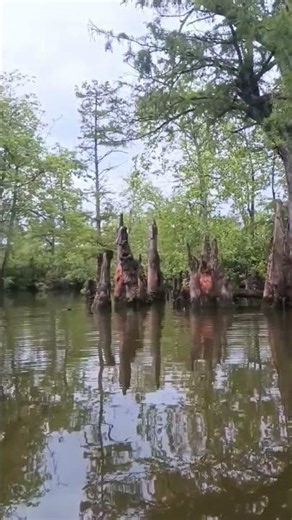 830 Year Old Bald Cypress Tree At The Cache River Bayou Outfitters
