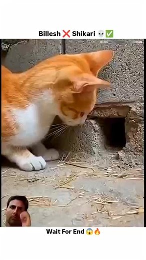 Exploring the Balli Bot Mogis Experience