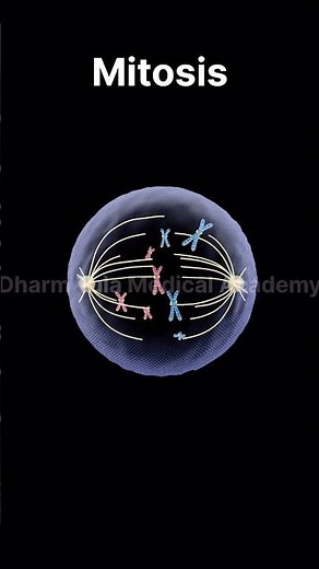 Mitosis | Cell Division | 3d animation | animation video | #animation #mitosis #celldivision