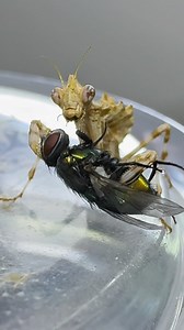 42K views · 465 reactions | Off with its head! ‍零 Thistle mantis eating a Green bottle fly! #shotoniphone #4k #prayingmantis #mantis #reels #reelsinstagram #thistlemantis #macrovideo #closeup #zoom | Pbmacro | Facebook