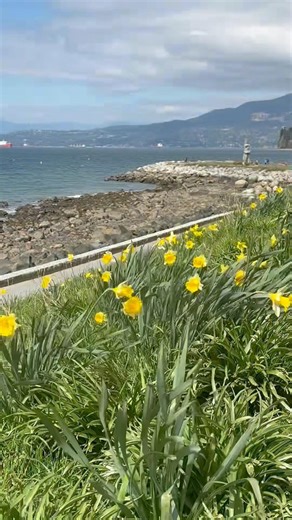 この景色、春のご褒美🇨🇦-This Is What Spring Feels Like🌸 #vancouver #バンクーバー生活 #spring