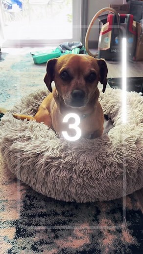 Minion Tries the Simpsons AI Filter