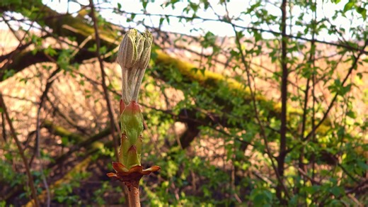 Spring, Springtime Blooming, Rebirth. Free Stock Video