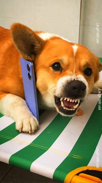 Dogs Funny Moments Part 2 🤣 | Cute & Hilarious Dog Videos Compilation