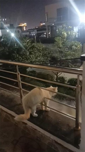 Ohhhhh yaaaar #cat #luffy #cute #love #song #funny