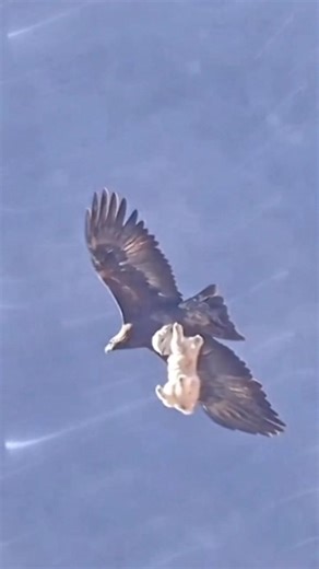 Eagle’s Incredible Strength: Lifting a Lamb Into the Sky! 🦅 #Eagle #Wildlife #Nature #shorts
