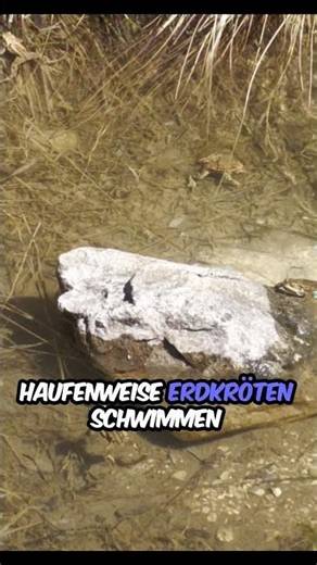 Common toads (Bufo bufo) #mountainhiking #mountains #mountaintour