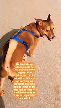 How My Dog Running Fast & Cat Meowing To Get Rid From Sun Heat.