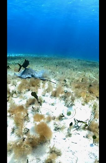 🎥🌊 Dive into the Enigmatic World of Stingrays! 🐠🤿 Join us on an exhilarating underwater adventure as we explore the captivating realm of stingrays! 🐬✨ Witness their graceful dance beneath the sea and uncover the secrets of these incredible creatures. Did you know that stingrays belong to the family of cartilaginous fishes? Their sleek bodies, adorned with unique patterns, glide effortlessly through the water, leaving us in awe. 🐟💨 These mesmerizing creatures possess a long, whip-like tail
