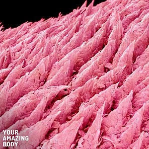 349K views · 3.8K reactions | Turns out the “tongue map” is all wrong. Here's how your sense of taste really works. | Your Body On | Facebook