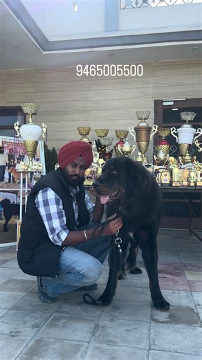 1960 से रख रहा हूँ गद्दी Indian Dog Breed 😱😱 #dogbreed