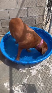 Calling All Mastiff Lovers – Meet Iris! This stunning 3-year-old French Mastiff is ready to find her forever home! At 113 lbs of love and loyalty, Iris is a gentle giant with a heart of gold. She’s: • Spayed, house-trained, and crate-trained • Great with kids • Friendly with cats (raised with two!) • Dog-social with male dogs (previously lived with a male pit bull) • Obsessed with tennis balls—playtime is her favorite! If you’re looking for a mellow, affectionate companion who still has a silly,