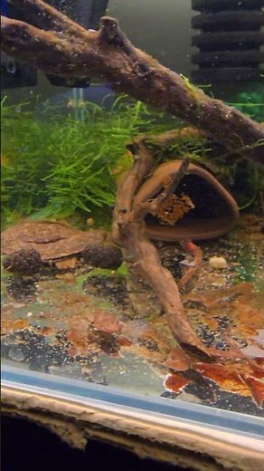 What Breeding Corydoras Really Looks Like #aquarium #fishbreeding #fishkeepinghobby #corydoras