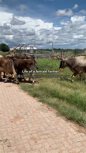 A Day in the Life of a Female Dairy Farmer