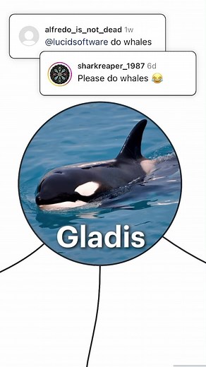 This is Gladis...🐋 ⁠ ⁠ Visualize sea pandas, and anything else, with Lucidchart. 📊💫⁠ ⁠ #Orca #LucidClarifiesTheInternet #lucidexplains | Lucid Software