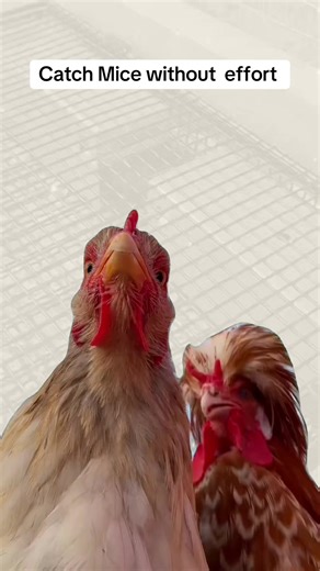 Catch Mice Without Effort: Tips for Pest Control