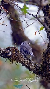 🌲🦉 Don’t blink, or you’ll miss the forest’s tiniest badass—the Northern Pygmy Owl! This fierce little predator might be small, but it rules the treetops with its razor-sharp stare and killer hunting skills. Perched like a boss on a mossy branch, it’s here to remind us that size means nothing when you’ve got attitude and talent. Nature’s ultimate underdog just dropped the mic—who’s obsessed?! 🌿🔥 . . . . . . . . . #northernpygmyowl #pygmyowl #owlphotography #owl #owlsofinstagram #owllovers #wi
