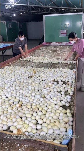 Farm Life 🥚↓ Gather Hatching Eggs with Traditional Method! #farming