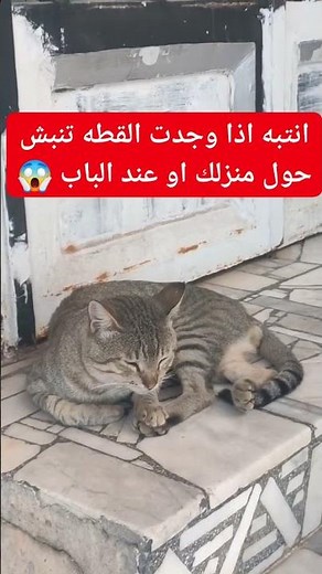 انتبه اذا وجدت القطط تنبش عند باب منزلك او بجواره 😱👇 #اكسبلور #ترند