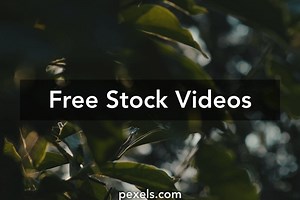 Leaves Videos, Download The BEST Free 4k Stock Video Footage & Leaves HD Video Clips