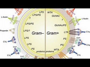 What is the difference between Agglutination and Coagulation