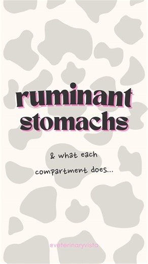 Ruminants don’t have four stomachs, they have one stomach with four compartments 🐮 Each section has a different job in fermentation, digestion, and nutrient absorption Understanding how each works is key to understanding diseases like bloat and LDA